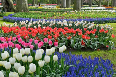 Tulips (Tulipa) and grape hyacinths (Muscari) at Keukenhof, Lisse, South Holland