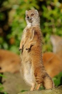 Yellow mongoose (Cynictis penicillata), captive, occurrence in Africa