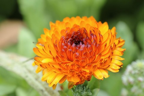 Marigold or garden marigold (Calendula officinalis), flower, North Rhine-Westphalia, Germany,
