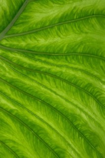 Giant elephant ear (Alocasia), underside of leaf, North Rhine-Westphalia, Germany, Europe