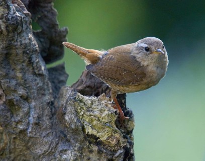 Animal Animals Birds Wren (Troglodytes troglodytes) Wren Troglodyte mignon