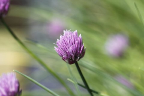 Chive (Allium schoenoprasum), in bloom, North Rhine-Westphalia, Germany, Europe