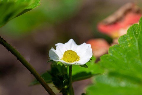 Close-up of a strawberry blossom