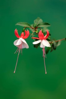 Fuchsias (Fuchsia), flowering, flower, Ellerstadt, Germany, Europe