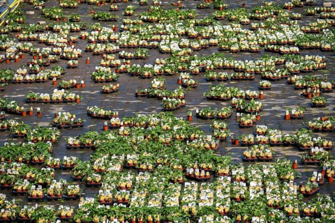 Nursery, plant breeding, ornamental plants grow in flower pots, outdoors, Düsseldorf-Volmerswerth,