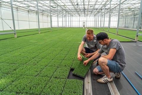 Horticultural nursery, cuttings, lavender plants, Lavandula angustifolia, in the propagation house,
