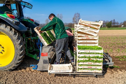 Agriculture, herb gardening, parsley is planted in rows in a field with a planting machine