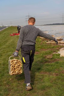 Asparagus harvest in the Rhineland, asparagus pickers at work in an asparagus field covered with