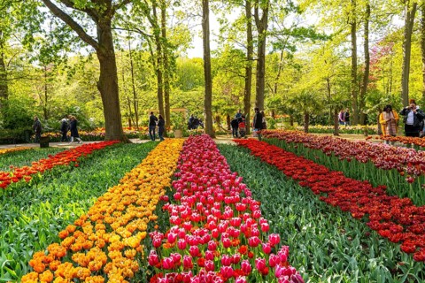 The Keukenhof, gardens, amusement park, spring park, spring flower show, near Lisse, South Holland,
