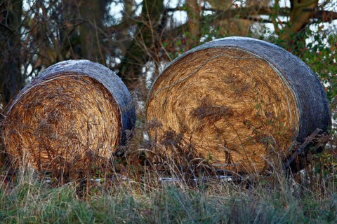 Hay bales on the banks of the Mulde, Middle Elbe Biosphere Reserve, Dessau-Roßlau, Saxony-Anhalt,