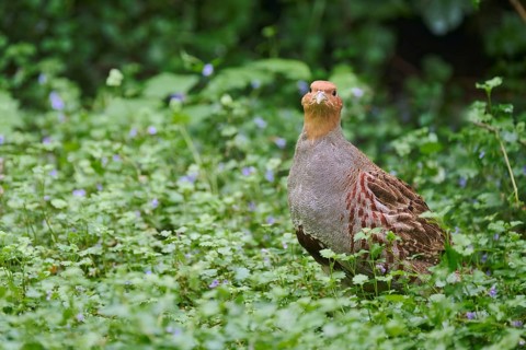 Gray partridge (Perdix perdix), Bavaria, Germany, Europe