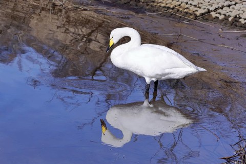 Whooper swan (Cygnus cygnus) on the shore of a lake, with reflection, Amsterdam, Netherlands