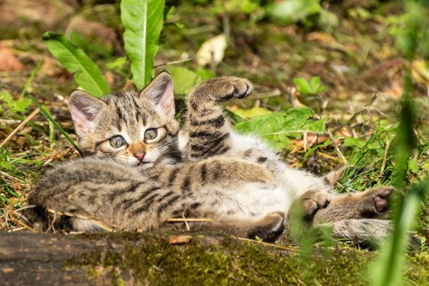 A tabby kitten lying relaxed in the forest on mossy ground between grass and leaves, wildcat (Felis