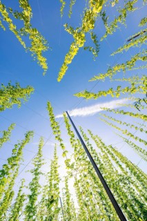 View from below of tall, symmetrically growing plants against a clear blue sky, hop garden,