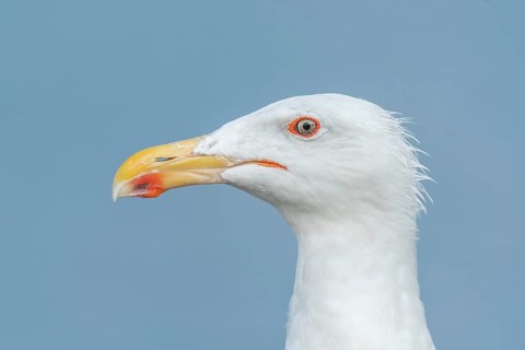 Portrait of a herring gull (Larus argentatus) in the cliffs of the Atlantic Ocean. Camaret, Crozon,