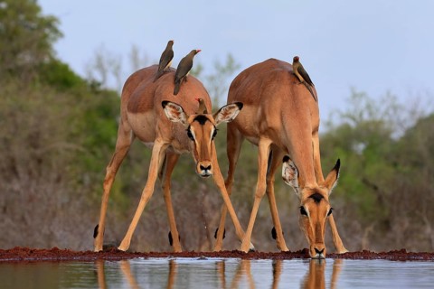 Black heeler antelope (Aepyceros melampus), adult, female, two females, at the water, drinking,