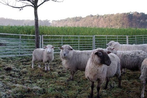Sheep (Ovis gmelini aries), cattle, fence, winter, Germany, Various domestic sheep are standing