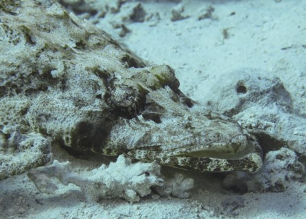 Crocodile fish (Papilloculiceps longiceps), underwater photo, dive site reef Bluff Point, Red Sea,