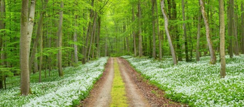 Panorama, hiking trail through the ramson (Allium ursinum) in the beech forest, Hainich National