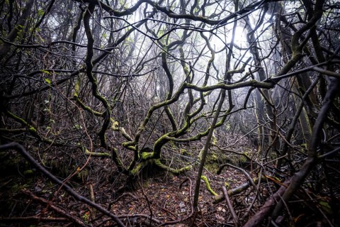 Dense branches in foggy rainforest, Poás National Park, central highlands, Alajuela province, Costa