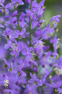 Chinese meadow rue (Thalictrum delavayi), Mecklenburg-Western Pomerania, Germany, Europe