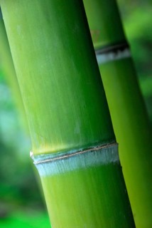 Bamboo trunk, bamboo, bamboo cane, bamboo stem
