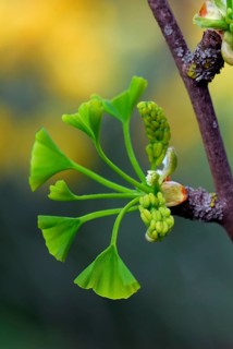 Ginkgo (Ginkgo biloba), Leaf sprout, Gingko