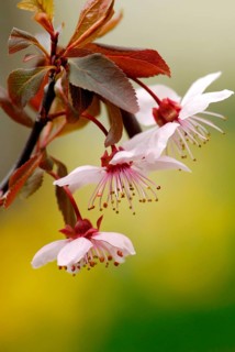 Cherry plum (Prunus cerasifera) Plum blossoms, purple-leaf plum