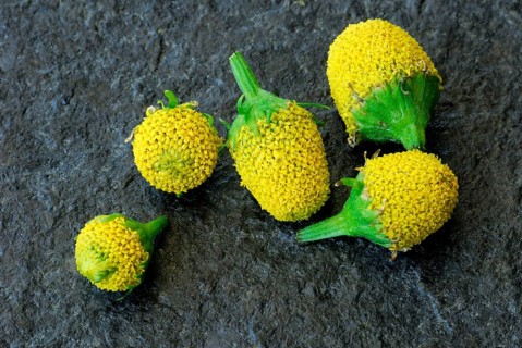 Paracress (Spilanthes oleracea) (Acmella oleracea), tingling button, toothache plant