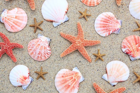 Starfish and mussels, mussel shells
