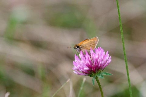 Essex skipper (Thymelicus lineola), Butterfly, Fritillary, Clover, Flower, Nature, The Brown