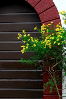 Canary Goat Clover , Canary Genista canariensis (Cytisus canariensis) (Genista canariensis)