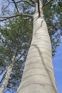 Exposed beech trees (Fagus sylvatica) tree trunks wrapped in burlap, jute as protection for bark
