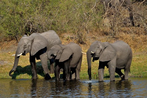 Elephant (Loxodonta africana) drinking at the Cuando River, Bwabwata National Park, Zambezi Region,