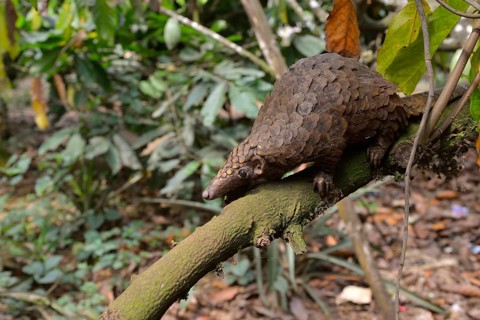 Long-tailed pangolin (Phataginus tetradactyla), Mangamba, Littoral Province, Cameroon, Africa