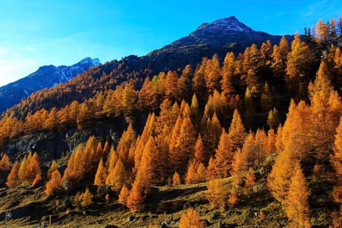 Lötschental, larch forest, Valais, Switzerland, Europe