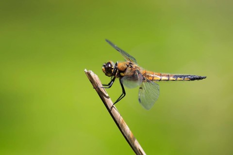Four-spotted chaserige Libellula ( Libellula quadrimaculata) , Switzerland, Europe