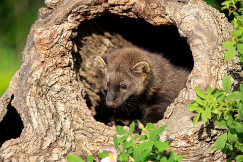 Pacific Fisher (Martes pennanti), young, 14 weeks, at den