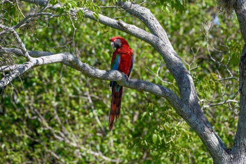 Red-and-green macaw (Ara chloroptera), Cambyretá, Esteros del Iberá, Corrientes Province,