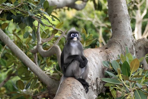 Dusky Leaf Monkey (Trachypithecus obscurus), male (Presbytis obscurus)