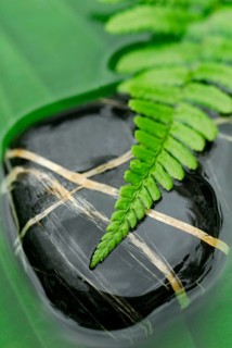Fern leaf on stone, in water