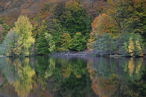 Beech trees showing autumn colours along pond in the Söderåsen National Park, Skåne, Scania,