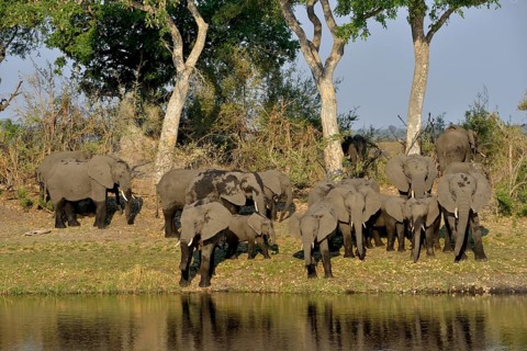 Elephant (Loxodonta africana) herd on the Cuando River, Bwabwata National Park, Zambezi Region,