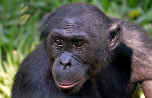 Bonobo (Pan paniscus), portrait, Lola ya Bonobo Sanctuary, Kimwenza, Mont Ngafula, Kinshasa,