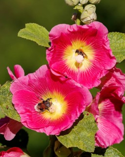 Common hollyhock (Alcea rosea), Germany, Europe
