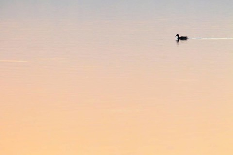 Mallard ( Anas platyrhynchos) , Greifensee, Switzerland, Europe