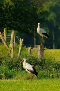White storks, Dingdener Heide nature reserve, North Rhine-Westphalia, Germany, Europe