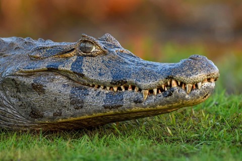 Yacare caiman (Caiman yacare), head, near Cambyretá, Esteros del Iberá, Corrientes Province,
