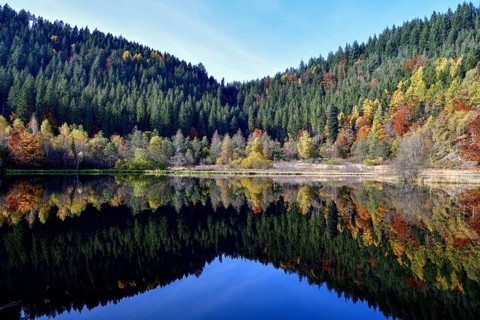 Trees reflected in the Sankenbachsee, Karsee, autumn, near Baiersbronn, Freudenstadt district,