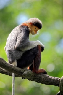 Red-shanked Douc (Pygathrix nemaeus) Langur
